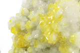 Striking Yellow Sulfur Crystals on Celestine (Celestite) - Italy #243401-2